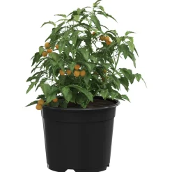 Pelouses & Jardins-vidaXL Pot à fleurs 50 pcs Ø 15 x 12,5 cm Plastique Noir