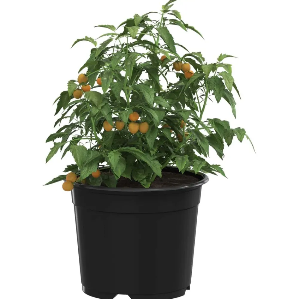 Pelouses & Jardins-vidaXL Pot à fleurs 50 pcs Ø 15 x 12,5 cm Plastique Noir